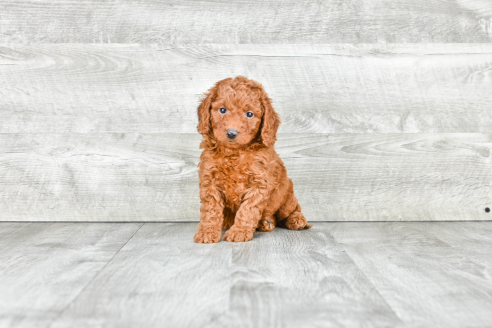 Small Mini Goldendoodle Baby