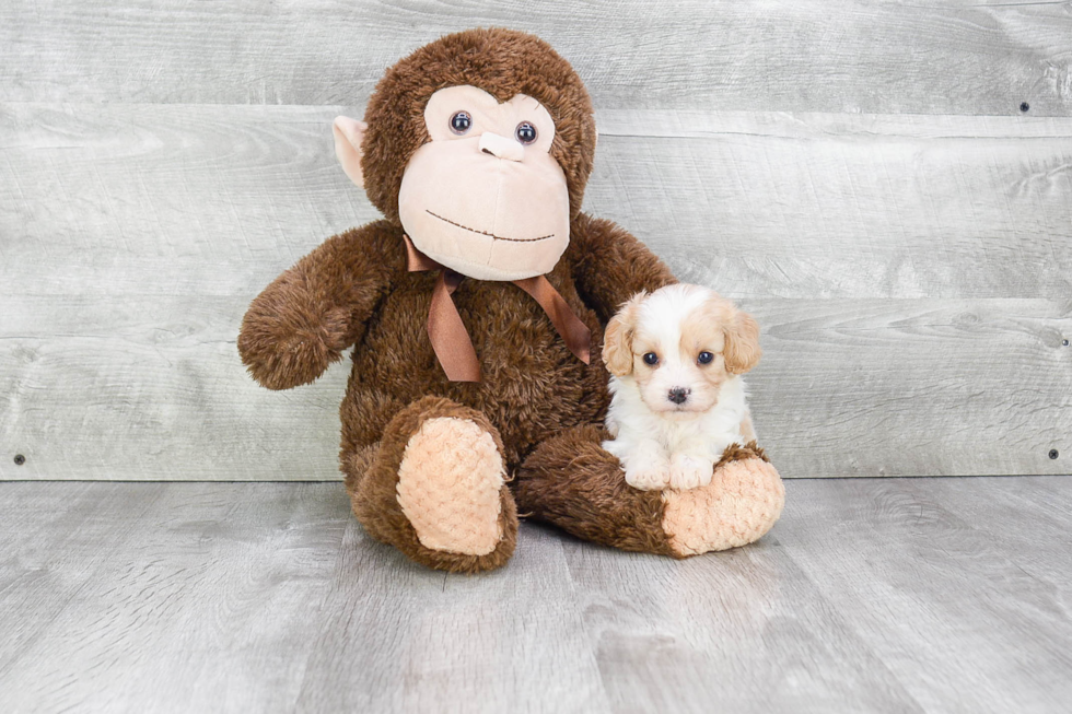 Fluffy Cavachon Designer Pup