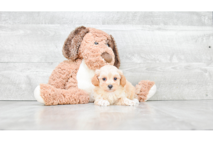 Maltipoo Puppy for Adoption