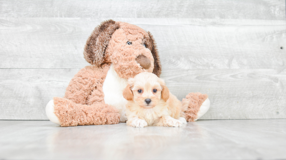 Maltipoo Puppy for Adoption