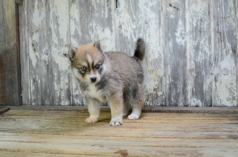 Best Pomsky Baby