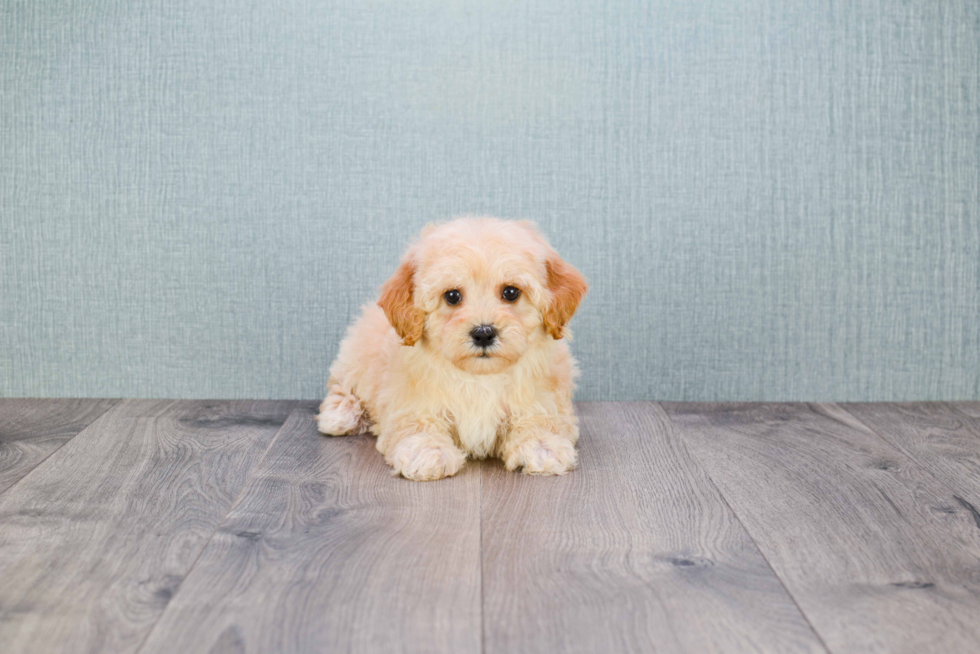 Small Cavapoo Baby