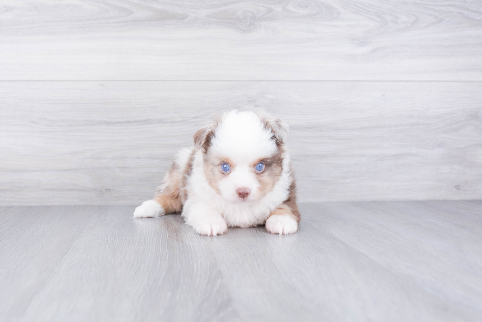 Best Mini Aussiedoodle Baby