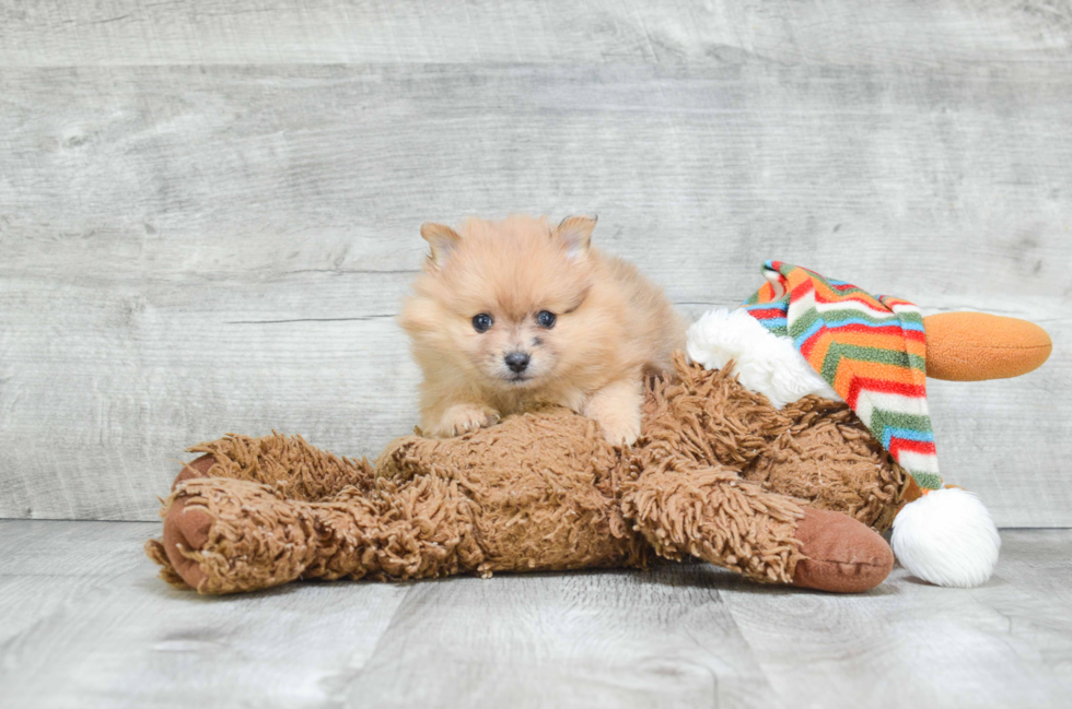 Funny Pomeranian Purebred Pup