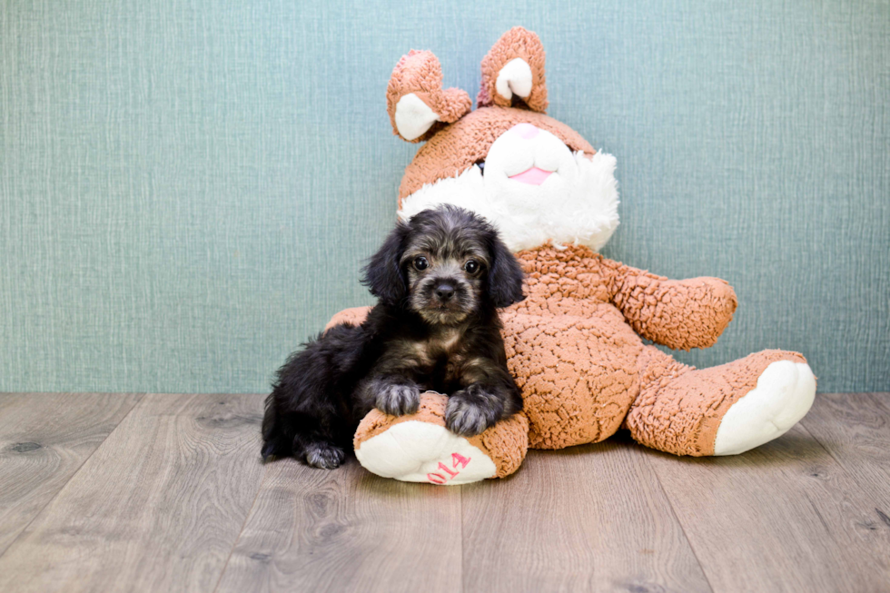 Yorkie Poo Pup Being Cute