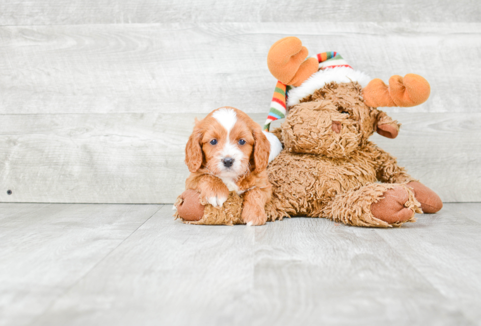 Petite Cavapoo Poodle Mix Pup