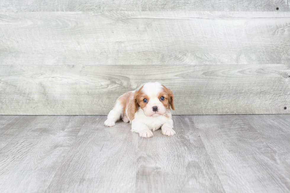 Playful Cavalier King Charles Spaniel Purebred Pup