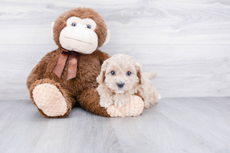 Cavapoo Pup Being Cute