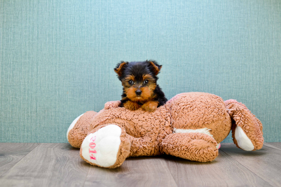 Meet Rascal - our Yorkshire Terrier Puppy Photo 