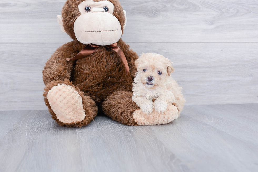 Best Maltipoo Baby