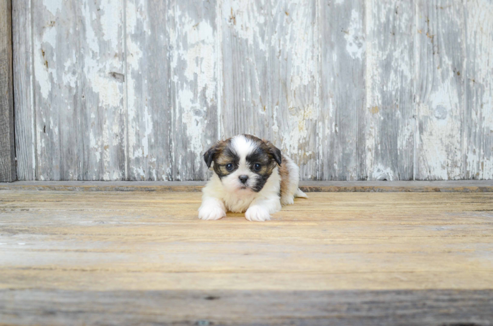 Teddy Bear Pup Being Cute