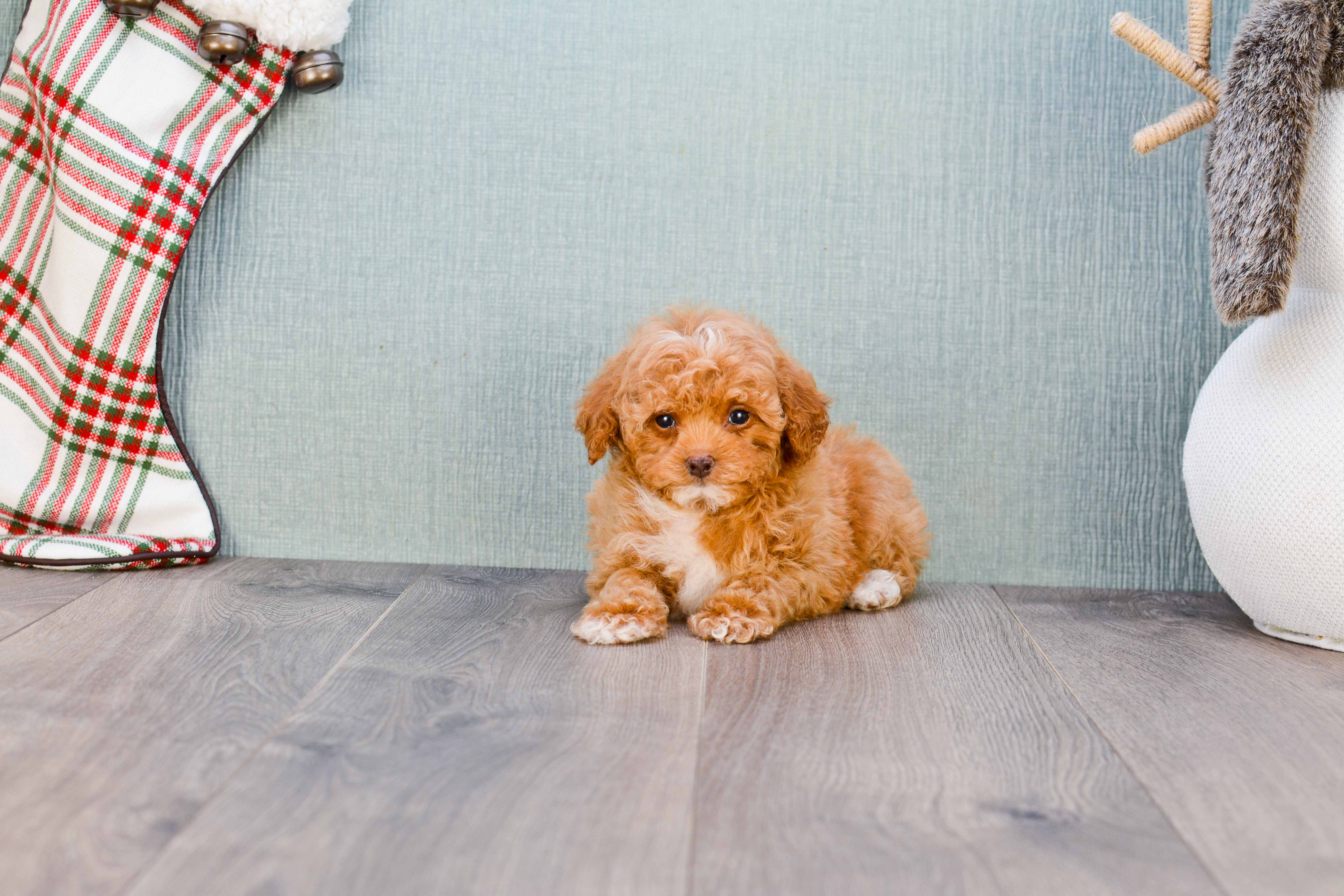 Best Poodle Baby
