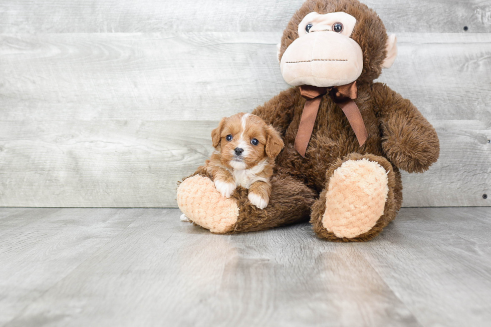 Cavapoo Puppy for Adoption