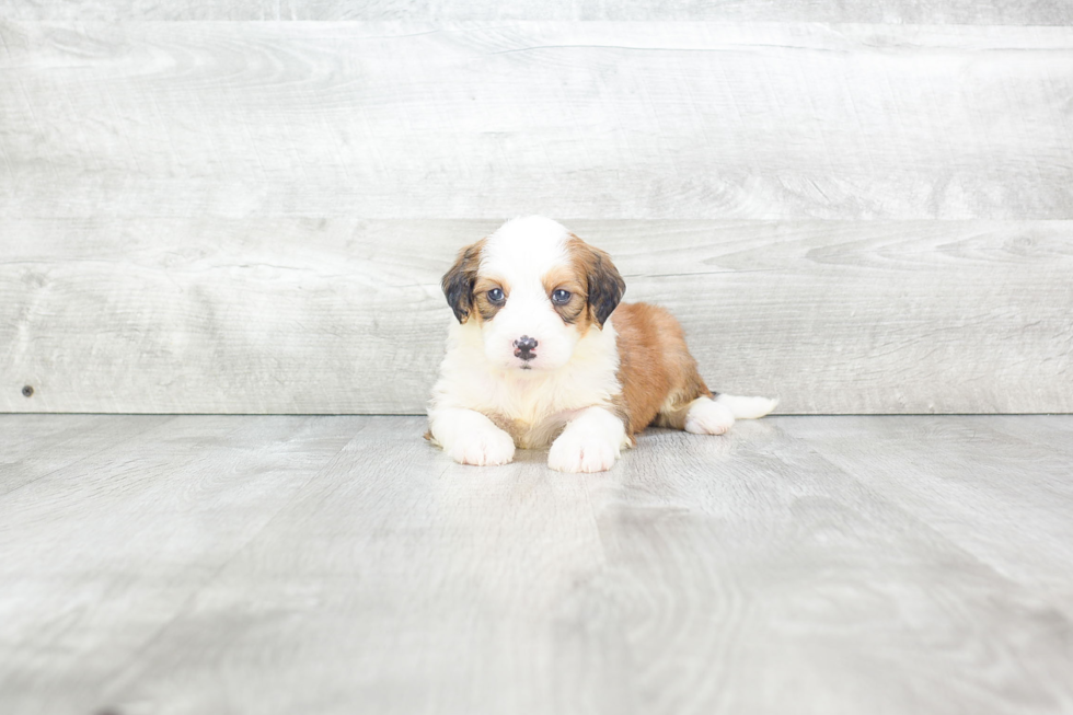 Best Mini Bernedoodle Baby