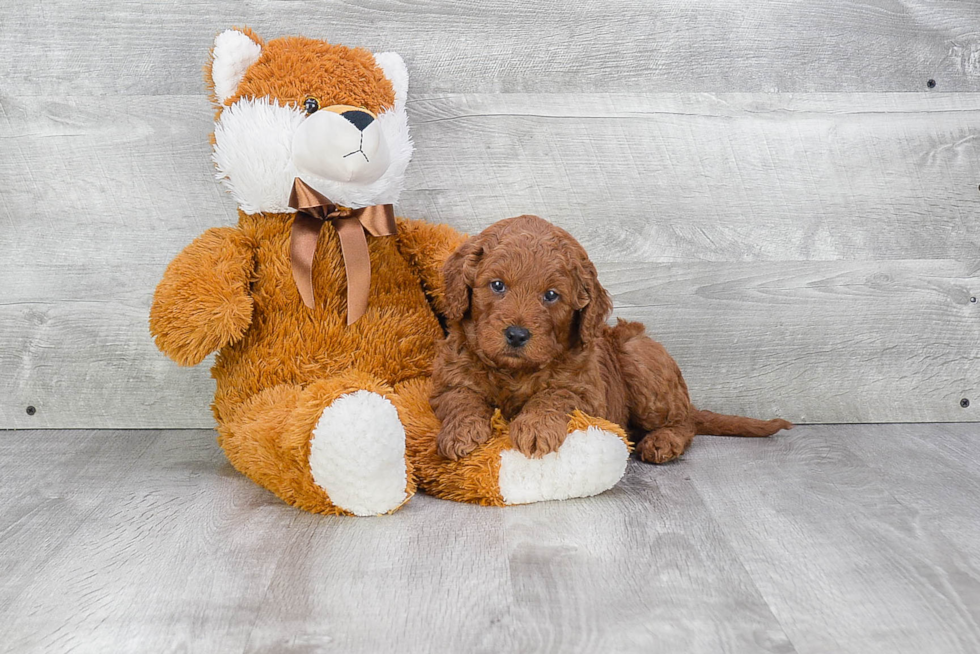 Little Golden Retriever Poodle Mix Puppy