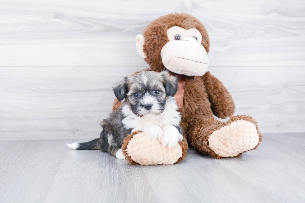 Small Havanese Baby