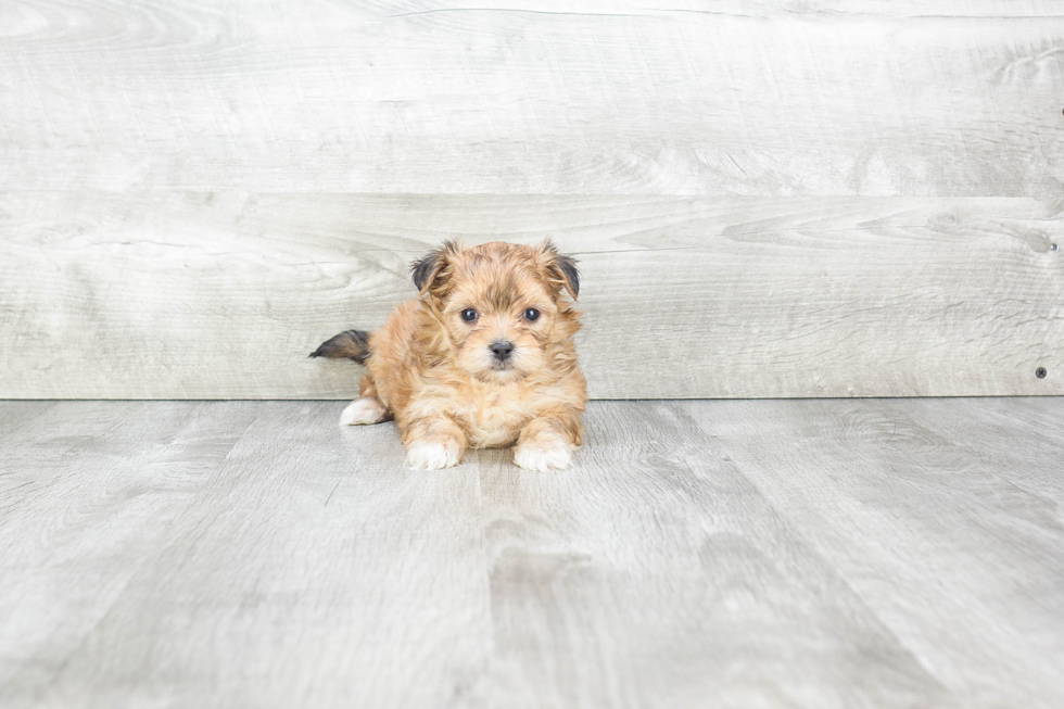 Fluffy Morkie Designer Pup