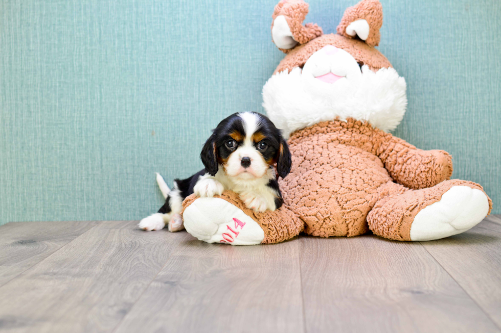 Cavalier King Charles Spaniel Pup Being Cute