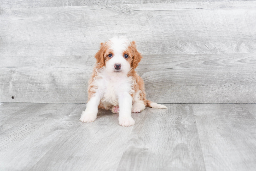 Mini Bernedoodle Pup Being Cute