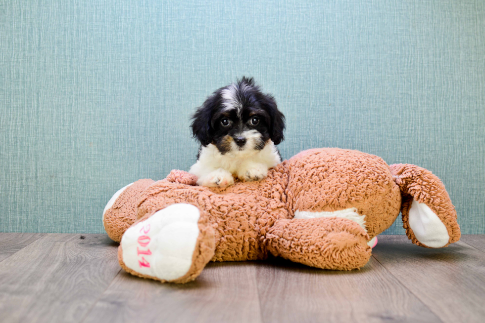 Cavapoo Pup Being Cute