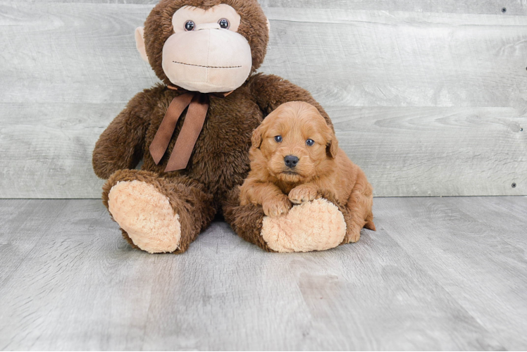 Happy Mini Goldendoodle Baby