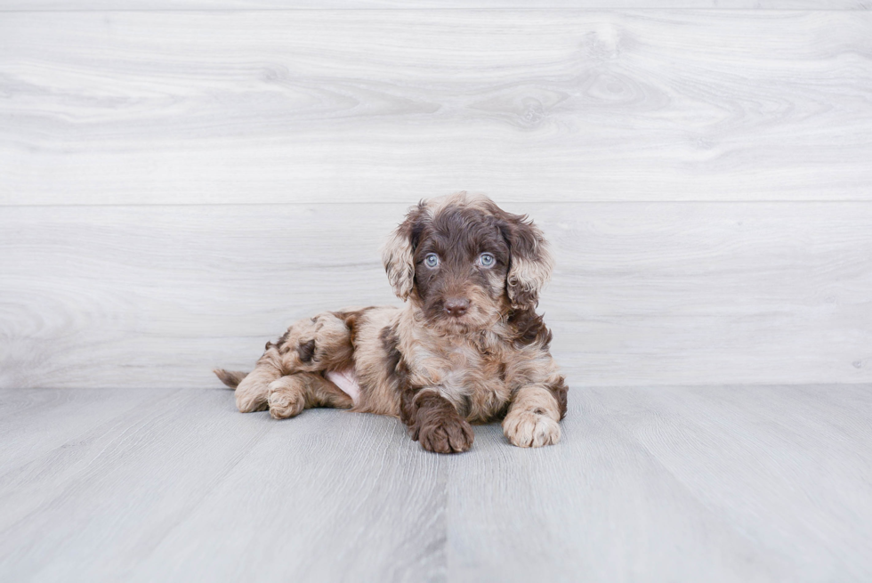 Mini Goldendoodle Pup Being Cute