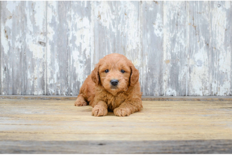 Hypoallergenic Golden Retriever Poodle Mix Puppy