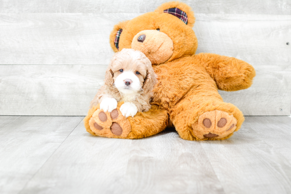 Playful Cockerpoo Poodle Mix Puppy