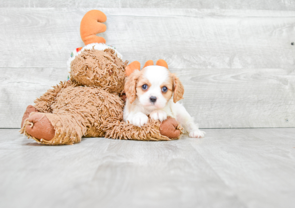 Best Cavalier King Charles Spaniel Baby