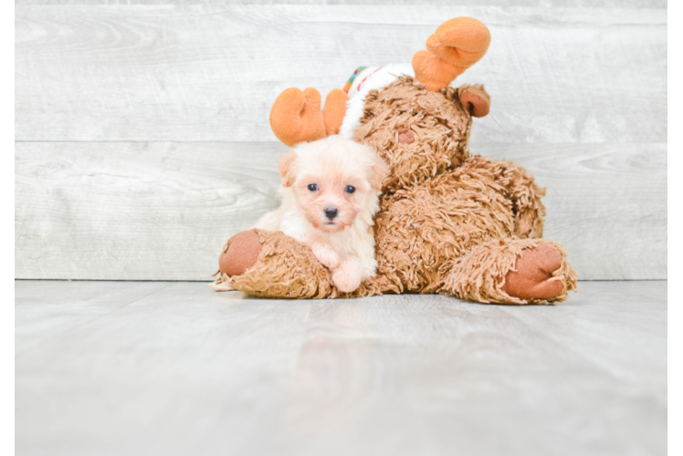 Cute Maltipoo Baby