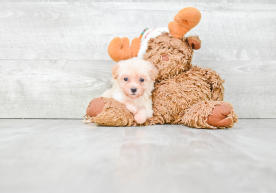 Cute Maltipoo Baby