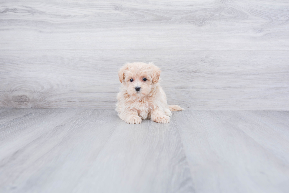 Hypoallergenic Maltese Poodle Poodle Mix Puppy