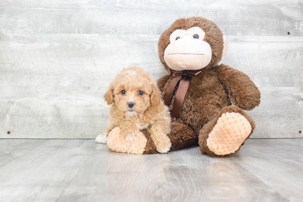 Best Maltipoo Baby