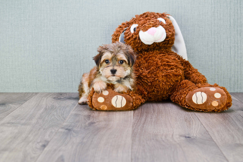Morkie Pup Being Cute