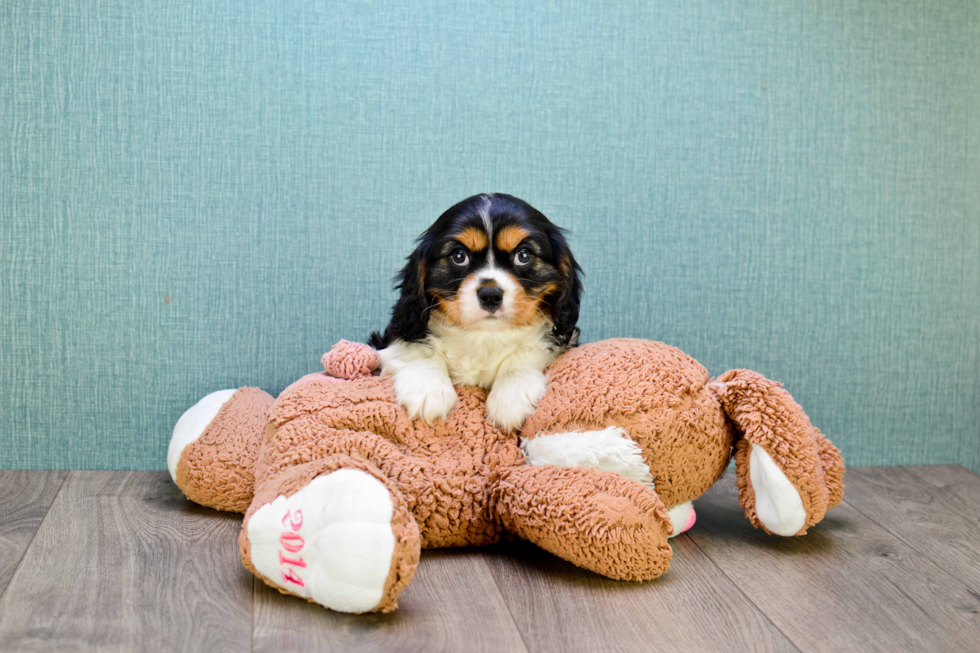 Cavalier King Charles Spaniel Pup Being Cute