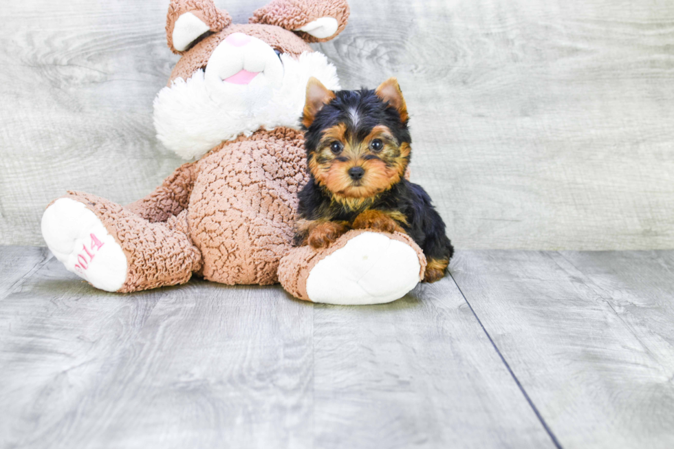 Meet Rascal - our Yorkshire Terrier Puppy Photo 