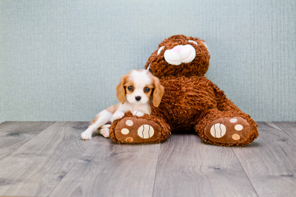 Cavalier King Charles Spaniel Pup Being Cute