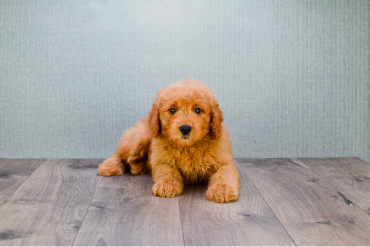 Sweet Mini Goldendoodle Baby