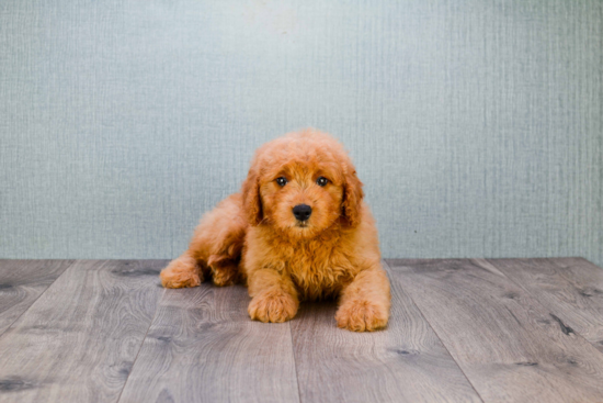 Sweet Mini Goldendoodle Baby