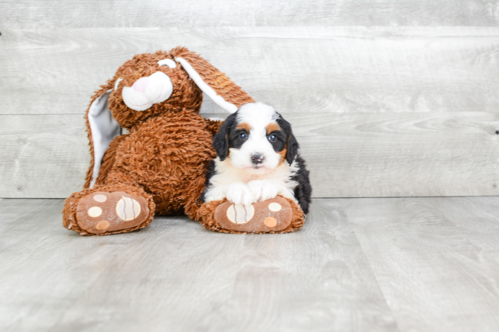 Smart Mini Bernedoodle Poodle Mix Pup