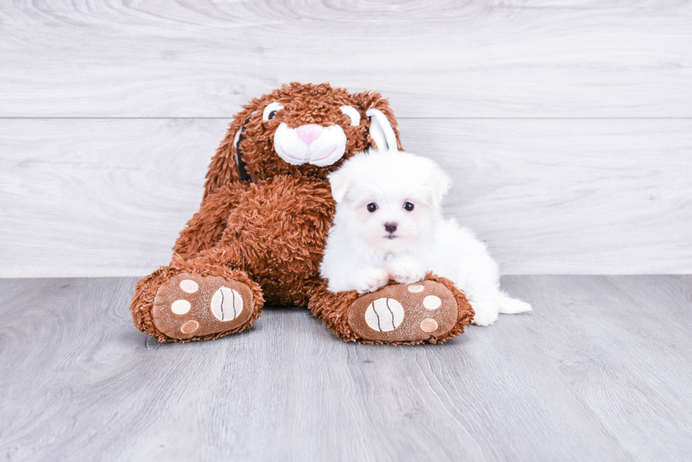 Maltese Pup Being Cute