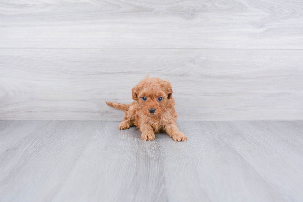 Cavapoo Pup Being Cute