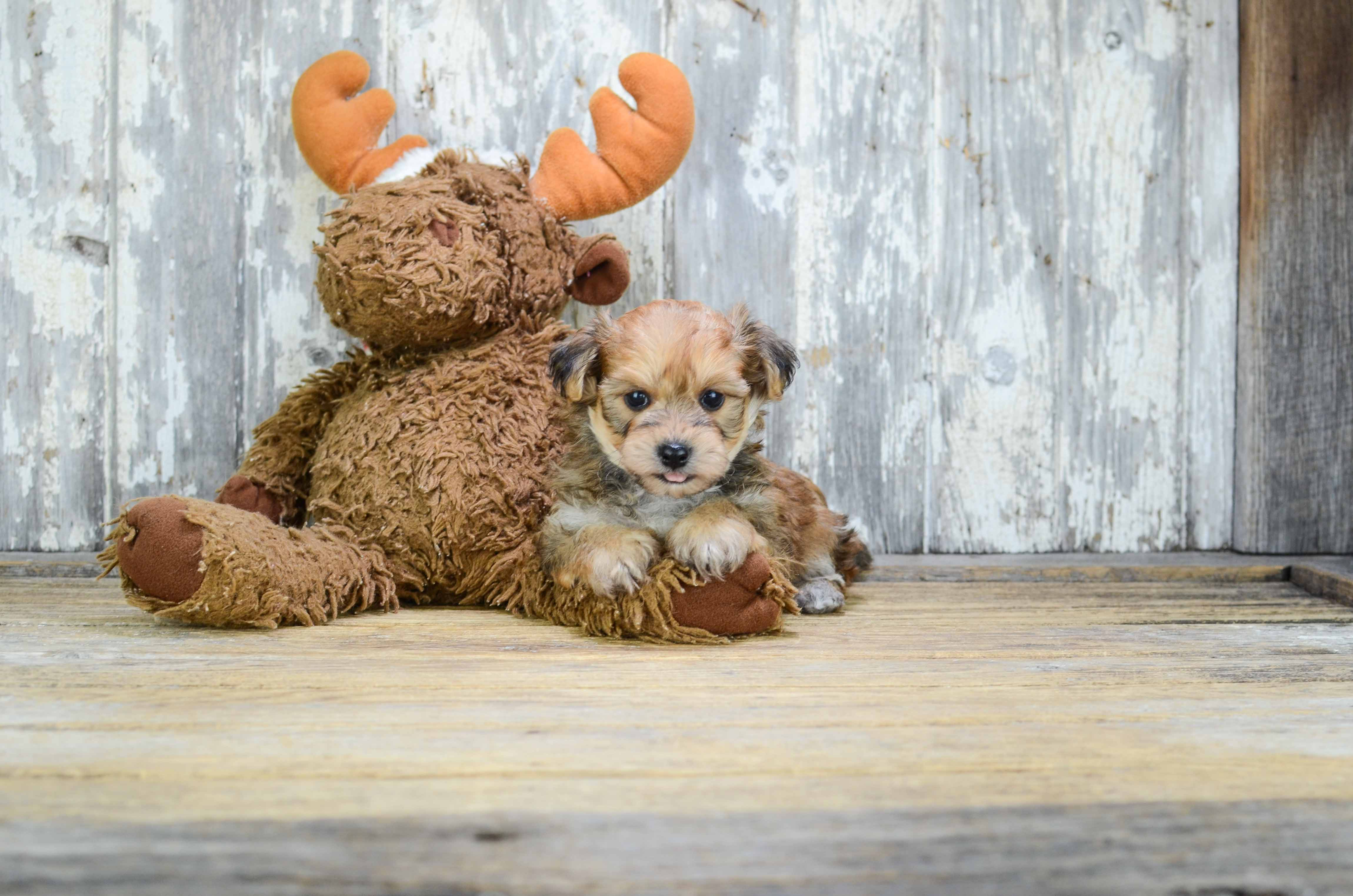Best Morkie Baby
