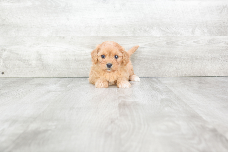 Cavachon Pup Being Cute