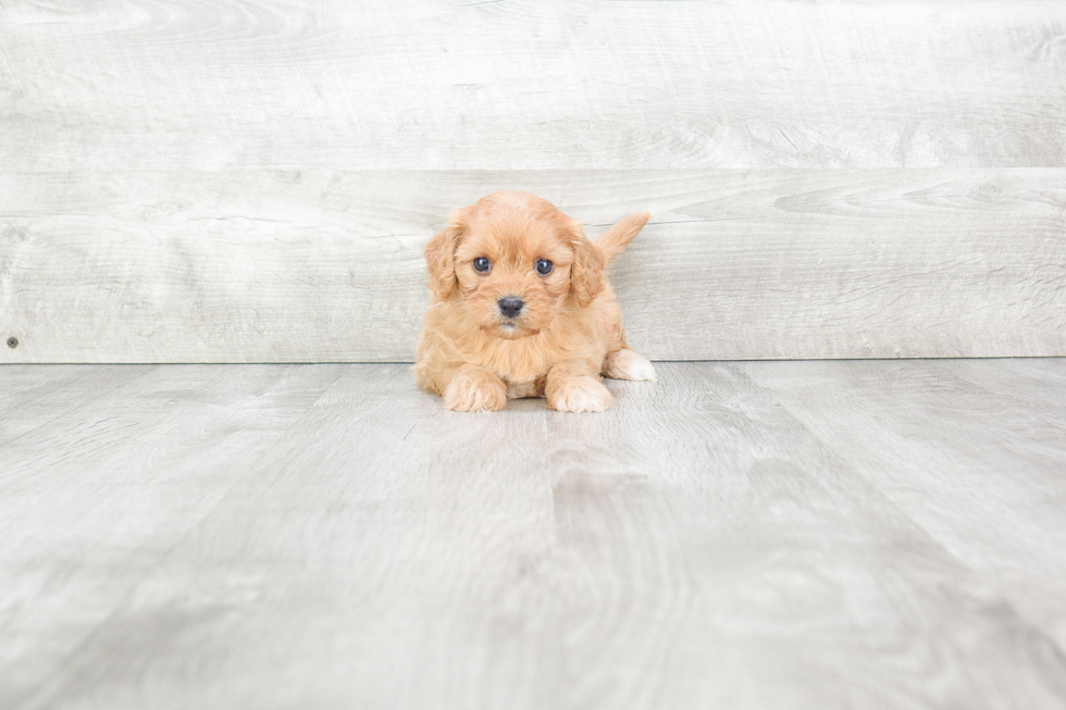 Cavachon Pup Being Cute