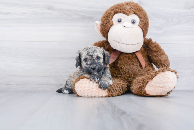 Maltipoo Puppy for Adoption