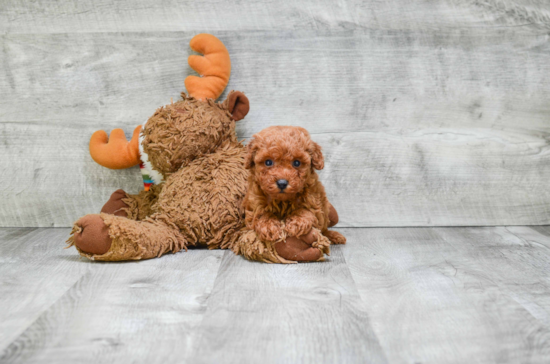 Funny Poodle Baby