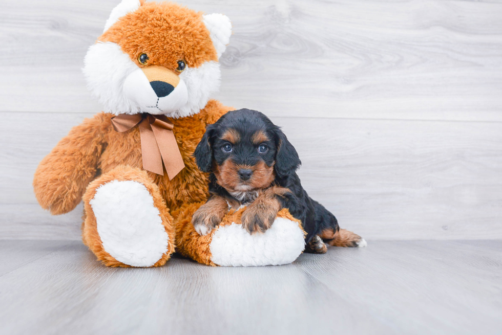 Cavapoo Pup Being Cute