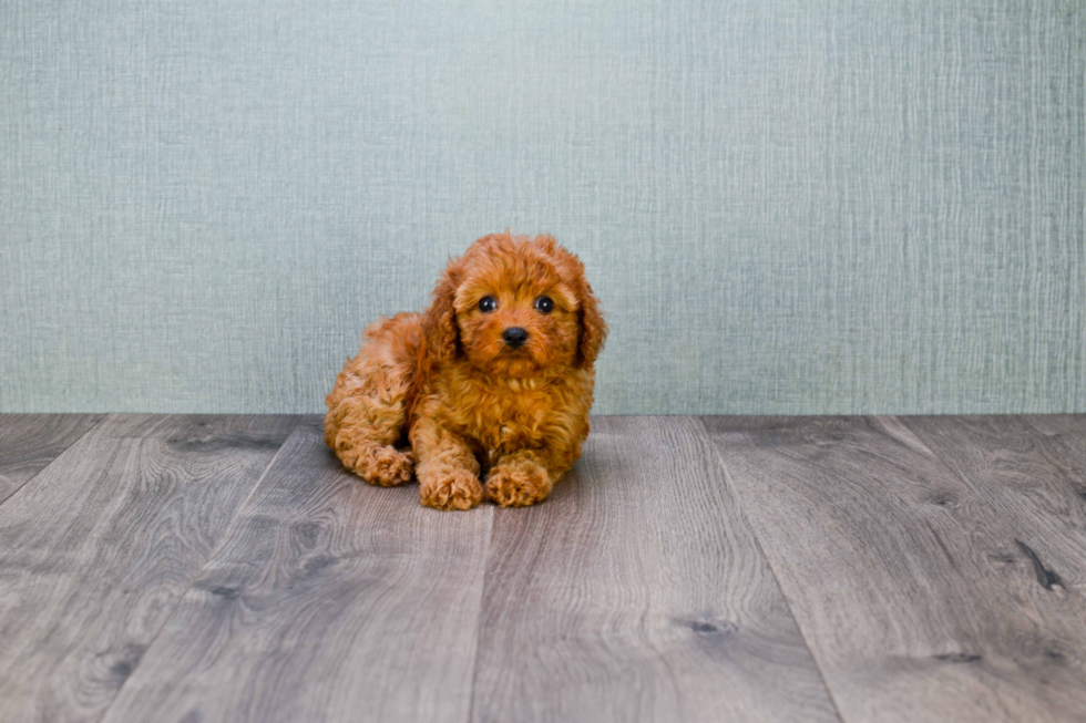 Cavapoo Puppy for Adoption