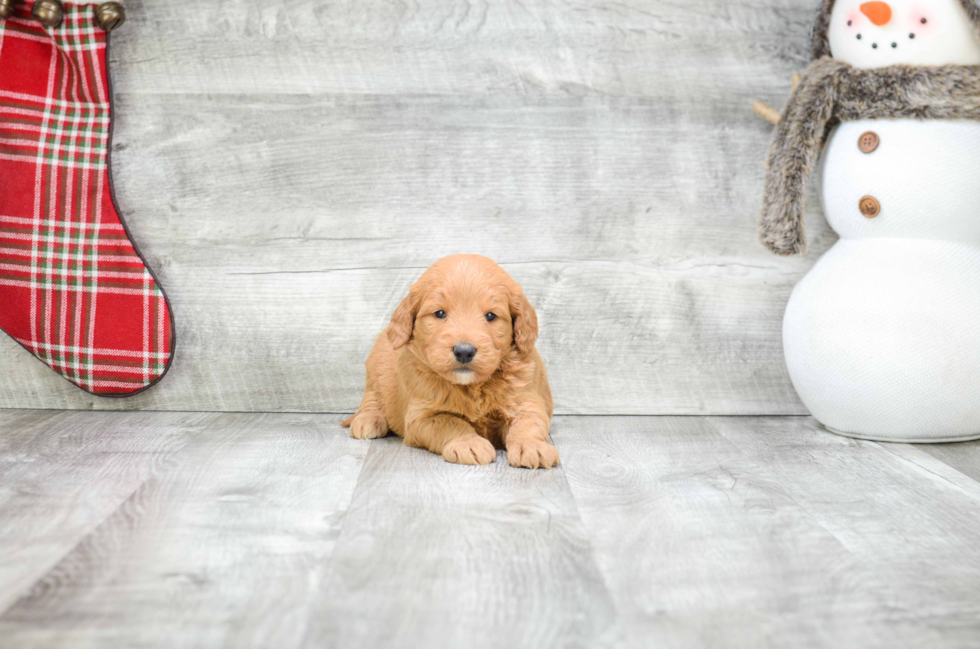 Happy Mini Goldendoodle Baby